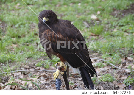 Kameido Tenjin Hawk (Harris Hawk) 64207226