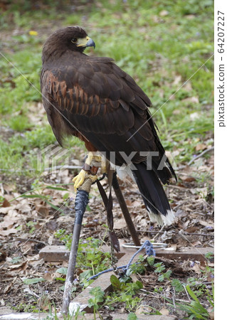 Kameido Tenjin Hawk (Harris Hawk) Kameido Tenjin Hawk (Harris Hawk) 64207227