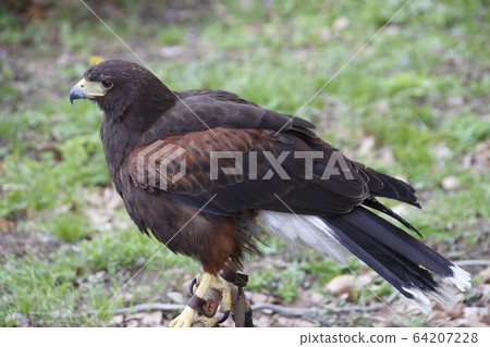 Kameido Tenjin Hawk (Harris Hawk) 64207228