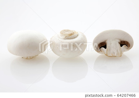 白蘑菇截面 64207466