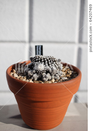 Cactus Copia Poa Tenuishima Tenuishima 64207469