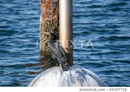 Mimi Himeu staying in a buoy Bank-Bar British Columbia Canada Mimi Himeu staying in a buoy Bank-Bar British Columbia Canada 64207728
