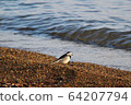 Small bird on the lake 64207794