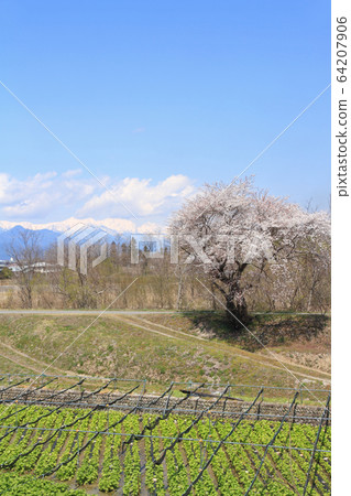 Azumino Spring Hotakagawa Wasabi Garden Azumino Spring Hotakagawa Wasabi Garden 64207906