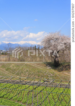 Azumino Spring Hotakagawa Wasabi Garden 64207907