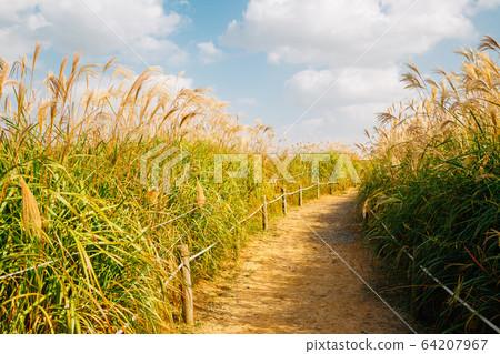 Autumn dry reeds road at Sky park in Seoul, Korea Autumn dry reeds road at Sky park in Seoul, Korea 64207967
