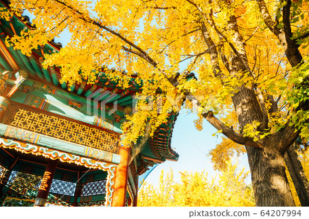 Autumn ginkgo trees and Korean traditional pavilion at Children's Grand Park in Seoul, Korea Autumn ginkgo trees and Korean traditional pavilion at Children's Grand Park in Seoul, Korea 64207994