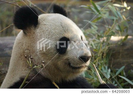 Giant panda 19 64208003