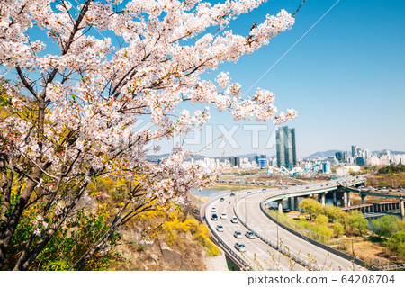Seoul cityscape and Eungbongsan mountain with cherry blossoms and forsythia flowers in Korea Seoul cityscape and Eungbongsan mountain with cherry blossoms and forsythia flowers in Korea 64208704