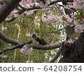 Chinese squirrel fleeing the cherry blossoms and bamboo forest in full bloom 64208754