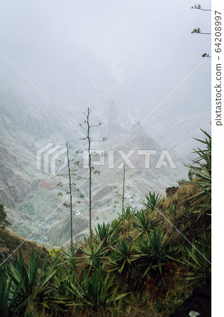 Cape Verde. Moody yucca plants with desolate rocky mountain background in Xo-xo valley in Santo Antao island 64208997
