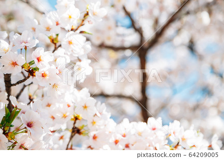 Spring cherry blossoms background 64209005
