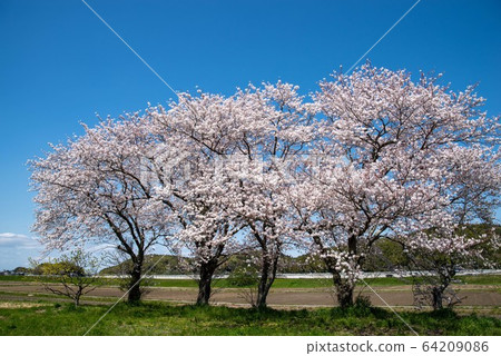 Blue sky and cherry blossoms Blue sky and cherry blossoms 64209086
