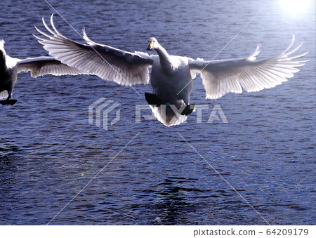 Swan dynamic landing 64209179