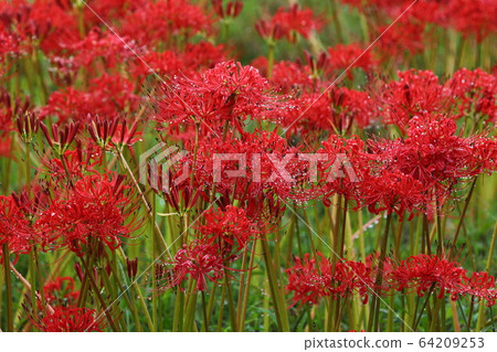 群集孤挺花 64209253
