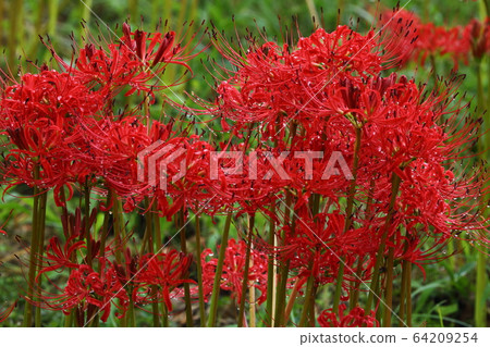 群集孤挺花 64209254