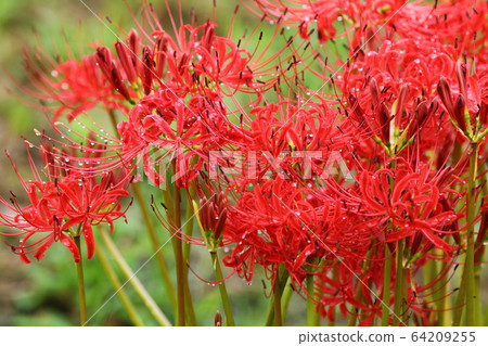 群集孤挺花 64209255