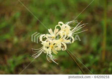群集孤挺花 64209258