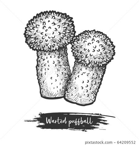 Common or warted puffball sketch. Mushroom vector - Stock Illustration ...