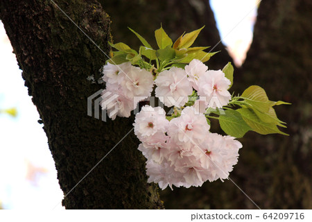 Yae Sakura with beautiful pink petals and fresh green leaves (2) Yae Sakura with beautiful pink petals and fresh green leaves (2) 64209716