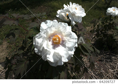 Peony Peony 64209727