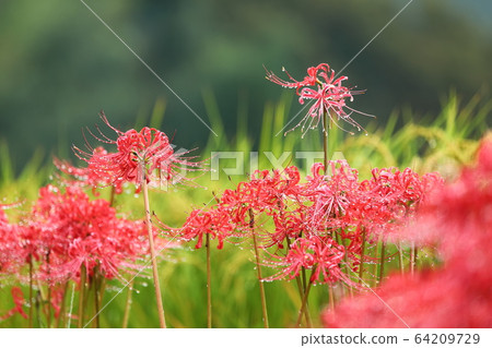Cluster amaryllis_one word shrine 64209729