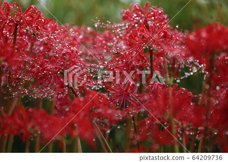 叢生孤挺花_一字神社 叢生孤挺花_一字神社 64209736