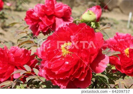 Peony Peony 64209737