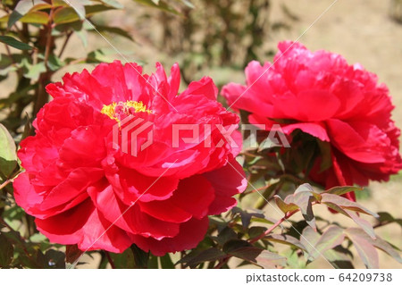 Peony Peony 64209738