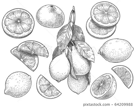 Sketch Lemon Hand Drawn Sliced Lemons Citrus Stock Illustration