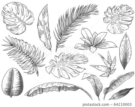 283122 Foliage Sketch Images Stock Photos  Vectors  Shutterstock