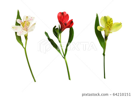 Set of white, red and yellow alstroemeria flowers Set of white, red and yellow alstroemeria flowers 64210151