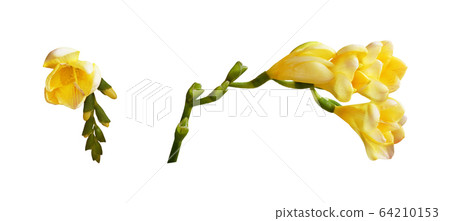 Set of yellow freesia flowers Set of yellow freesia flowers 64210153