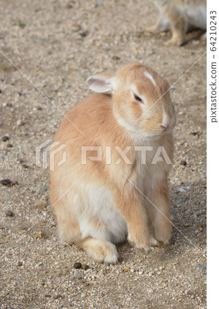Rabbit Rabbit 64210243