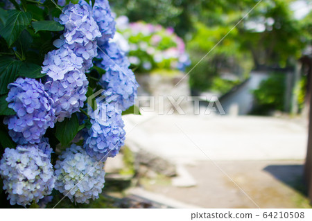 從奈良縣的Hasedera寺的繡球花 64210508