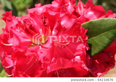 杜鵑 杜鵑 64210676