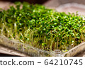 fresh young green microgreen closeup 64210745