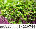 fresh young green microgreen closeup 64210746