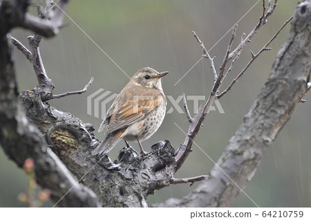 Thrush in the rain Thrush in the rain 64210759