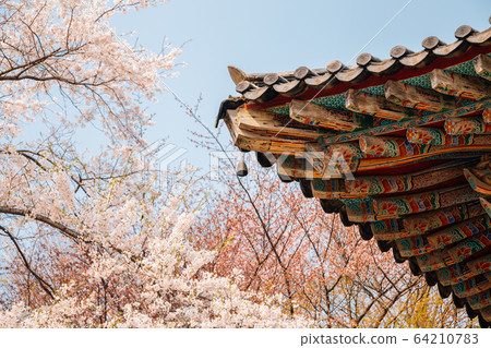 Korean traditional eaves with cherry blossoms at Gaesimsa Temple in Seosan, Korea Korean traditional eaves with cherry blossoms at Gaesimsa Temple in Seosan, Korea 64210783