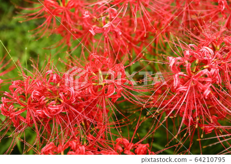 Cluster amaryllis Cluster amaryllis 64210795