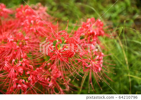 Cluster amaryllis Cluster amaryllis 64210796