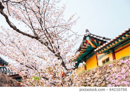 Gaesimsa Temple with spring cherry blossoms in Seosan, Korea 64210798