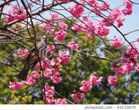 橫濱H倉歌手 64210870