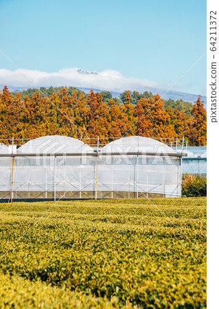 Green tea field and Snowy Hallasan mountain in Jeju Island, Korea 64211372