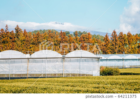 Green tea field and Snowy Hallasan mountain in Jeju Island, Korea Green tea field and Snowy Hallasan mountain in Jeju Island, Korea 64211375
