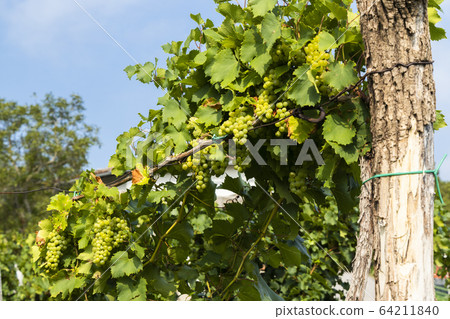 Vipava valley in Gorice region, Slovenia 64211840