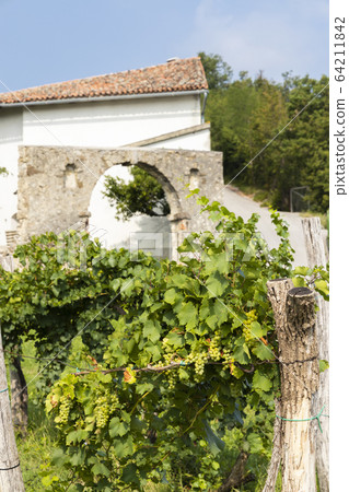 Vipava valley in Gorice region, Slovenia 64211842