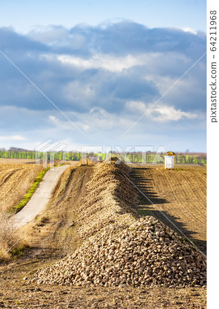 sugar beet near Jaroslavice, Southern Moravia, sugar beet near Jaroslavice, Southern Moravia, 64211968