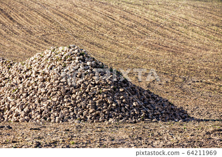 sugar beet near Jaroslavice, Southern Moravia, sugar beet near Jaroslavice, Southern Moravia, 64211969
